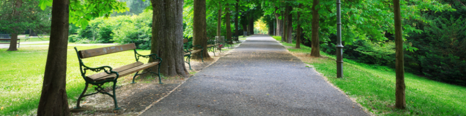 Photo of a park path with trees and benches lining the sides of the path