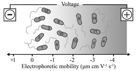 Graphical summary of L. pneumophila sg1 to 14 electrophoretic mobility (EPM) measurements artistically represented by single, monopolar flagellated bacteria and placed in approximate order from least to most negatively charged, based on the mean EPM measurements collected for all strains within each serogroup.
