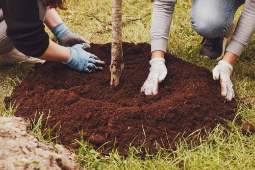 Two people wearing gloves pat down mulch around a newly planted tree.