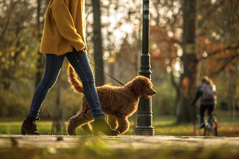 Woman walking a dog in a park during Autumn