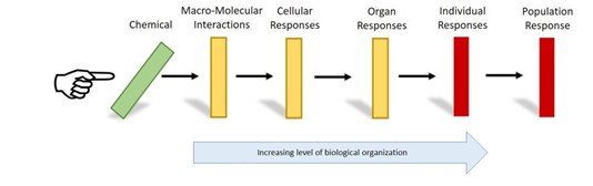A graphic describing a domino effect starting with the chemical and then going to macro-molecular interactions, cellular responses, organ responses, individual responses, and ending at population responses. 