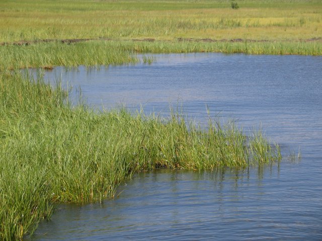 Photograph of a spartina salt marsh