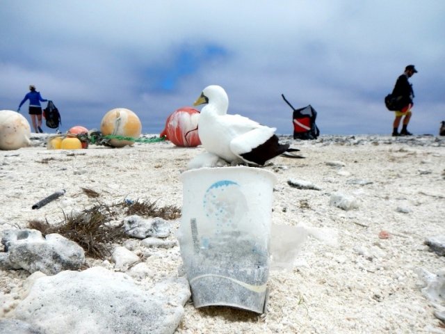 Bird on beach with trash