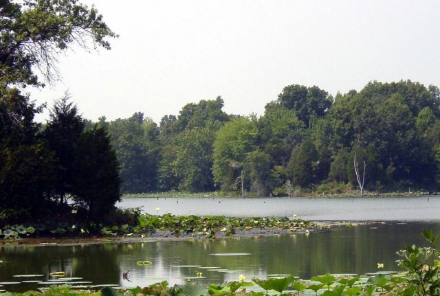 Wetlands with trees in background