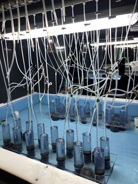 Experimental systems called “mesocosms” set up in the laboratory with continuously flowing seawater. These mesocosms are filled with microscopic communities of organisms collected from a local estuary. 