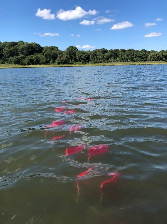 Sediment core/ mesocosm collection at the Narrow River Estuary in Narragansett, R.I. Pink flags are attached to the sediment cores are used to visually aid in core retrieval. 