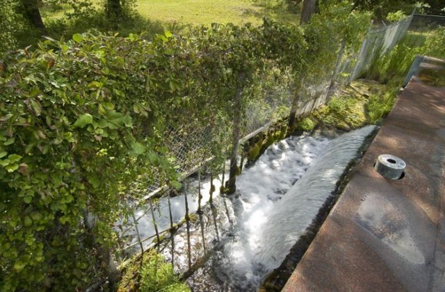 Water pouring out of a small dam and flowing through a fence covered in vines