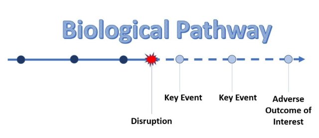 A graphic describing the biological pathway starting with a disruption and then leading to a key event, another key event, and then an adverse outcome of interest