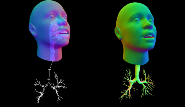 Model showing oral/nasal cavities (left) and branching airway paths to lobes (right).