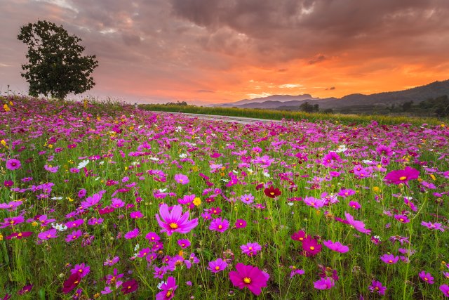 Wildflower meadow with mountains and sunset in the distance