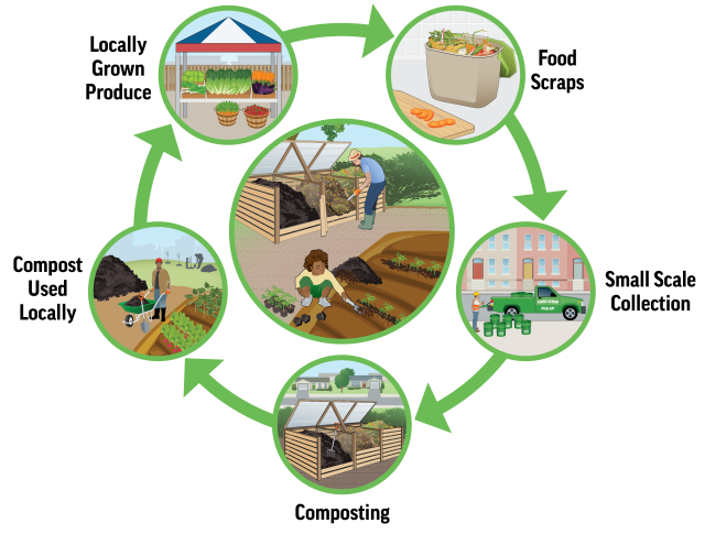 This is a graphic showing a closed loop composting system where the food scraps are sorted at home, a small scale collection operation picks the food scraps up, they are taken to a composting site where compost is made, the compost is used locally in the community, and food is grown in the compost locally.