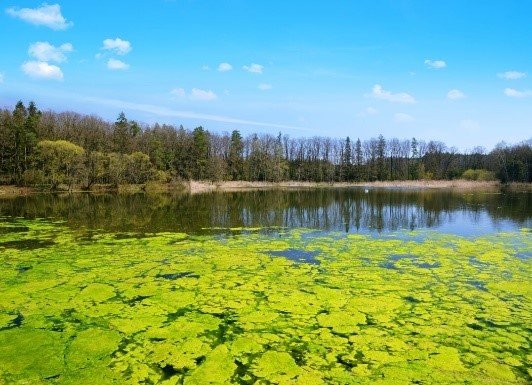 A photo of a harmful cyanobacterial bloom (HCB) in a lake.