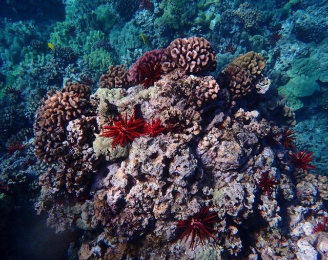 Coral reef in Maui, Hawai'i