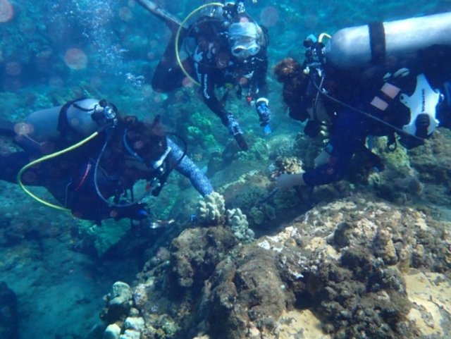 Maui Marine Institute divers collecting coral samples off the coast of West Maui, Hawai'i. 