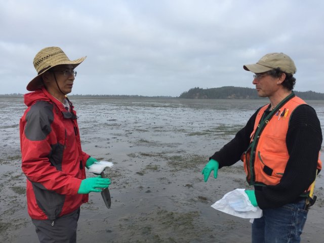 Dr. Yi Zhou (Chinese Academy of Sciences) and Dr. Jim Kaldy (EPA) discuss sampling protocols in Willapa Bay, WA. (2017).