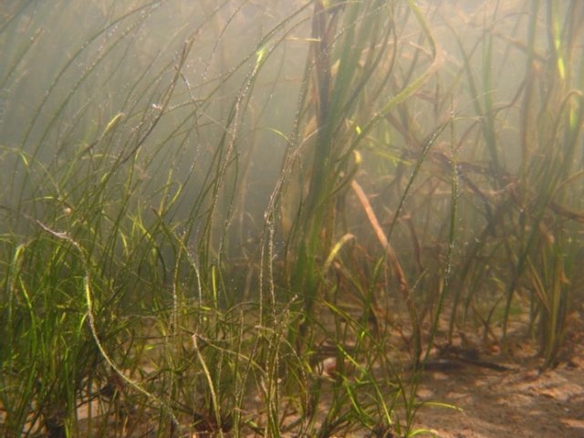 Underwater photograph of Z. japonica (thin blades in foreground) and Z. marina (larger plants in background) from Padilla Bay, WA. (Photo by J. Gaeckle). 