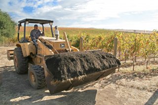 Organic compost in a large yellow front end loader bucket being driven in a vineyard with grape vines.