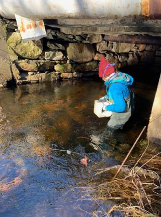 Researcher wading in the Canoe River