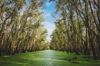 Louisiana swampland with mangroves