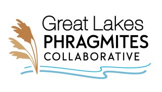Great Lakes Phragmites Collaborative graphic