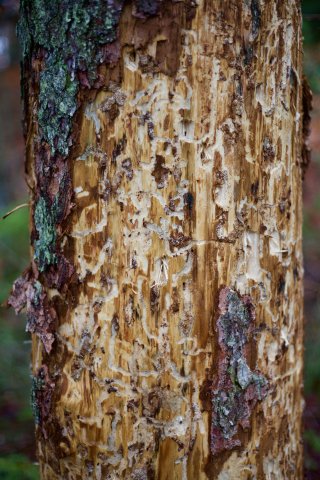 Insect damage viewed on a tree trunk.