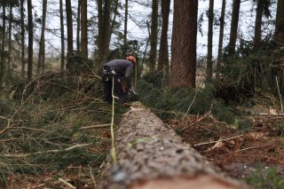 Logger cutting up a large tree trunk in a forest