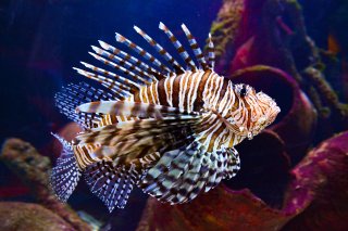 Close up of a lionfish