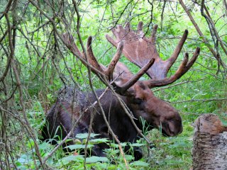 Moose in wooded area