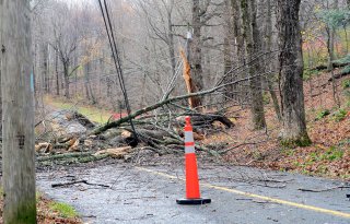 Tree and powerlines down in road