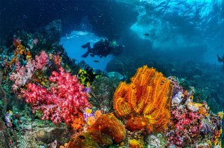 Underwater picture of two SCUB divers in background with coral reef in foreground. Ocean water is a deep blue.