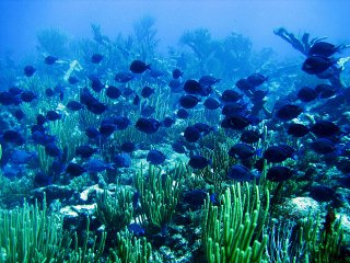 underwater scene of a coral reef teeming with fish