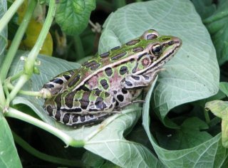 A southern leopard frog with green and brown spots sits nestled on a leaf