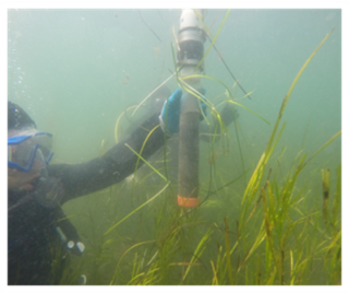 An underwater diver in a face mask and wet suit collects sediment cores from a seagrass meadow to determine the amount and age of carbon deposits.