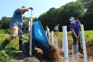 Project participants spread woodchips using a wheelbarrow and shovels around white PVC pipes sticking out of the ground in a cranberry bog to create a woodchip bioreactor and evaluate nitrogen removal.