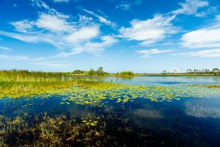 Photo of a nature preserve with water, lilypads, grasses, and a bright blue sky.