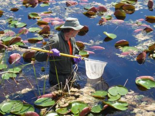Person net fishing among lily pads