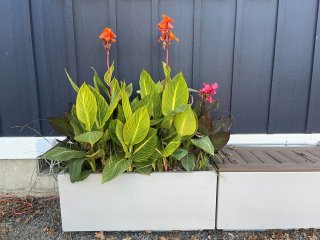 A white planter box full of colorful plants 