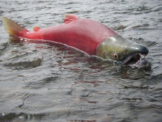 Image of a spawning sockeye salmon swimming along the surface of water.