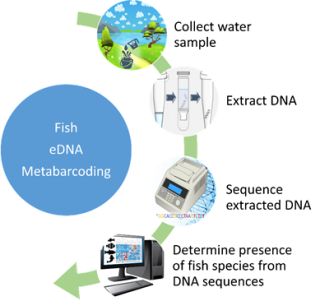 A flowchart showing the steps of  fish eDNA metabarcoding. Step 1: Collect water sample. Step 2: Extract DNA. Step 3: Sequence extracted DNA. Step 4: Determine presence of fish species from DNA sequences. 