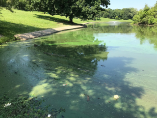 Corner of lake with green film of harmful algal blooms floating on top.