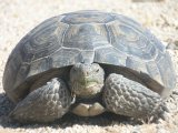 Threatened tortoise