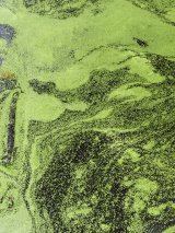 Photo of green algal bloom in a small lake.
