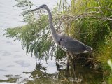 great blue heron in estuary