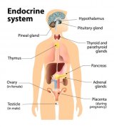 a labeled layout of a human body's endocrine system