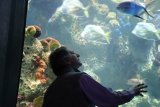 David Cash, peering into an aquarium and staring at a fish