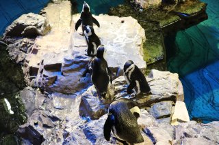 Penguins at the NE Aquarium