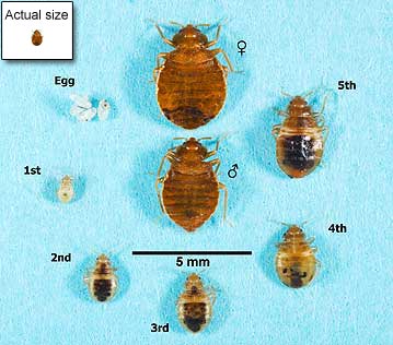 different bed bugs