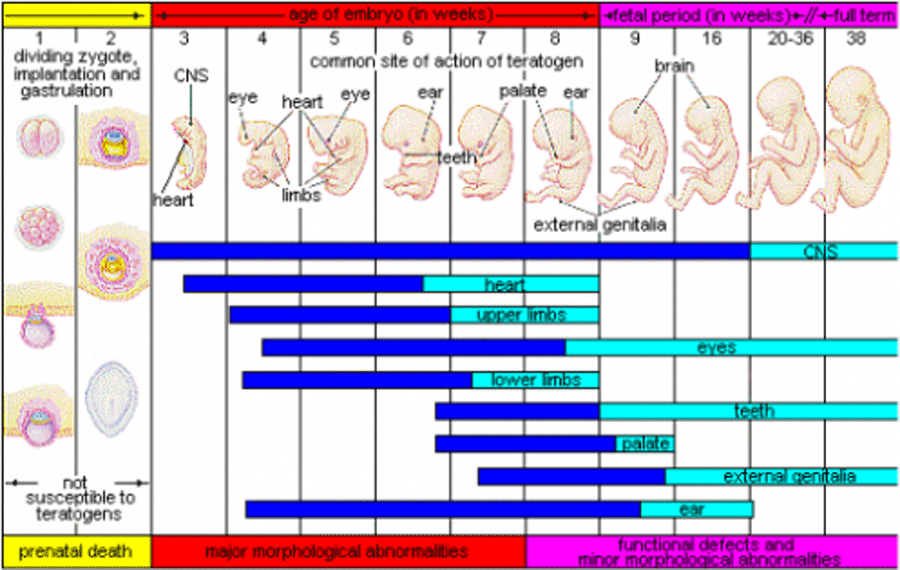 Picture of a chart of a embryo developing each month