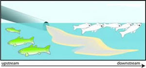 Figure 3-1a illustrates how upstream the fish are fine, but downstream where there is an impairment, the fish are dying.