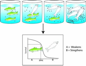Figure 4-2 shows how the more impairment added to the test environment the highier the fish kill. This experiement can be used to strengthen or weaken the case.